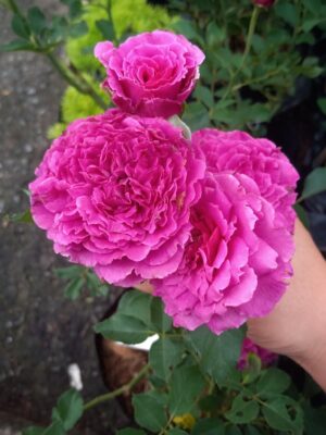 Hoa hồng bụi Ramukan Rose