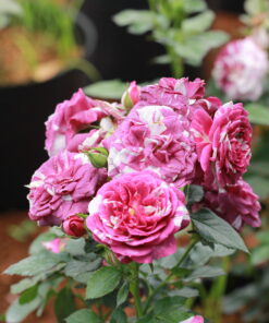 Hoa hồng bụi Scented Jewel Rose