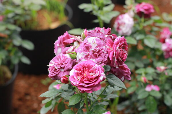Hoa hồng bụi Scented Jewel Rose