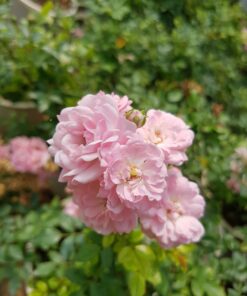 Hoa hồng leo Super Fairy Rose 4 hoa hồng leo Super Fairy Rose