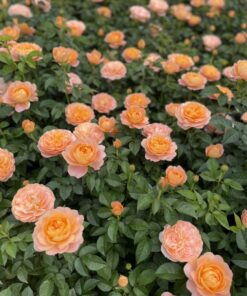 Hoa hồng bụi tezza rose