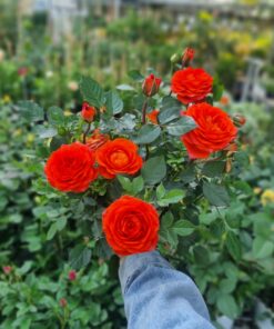 Hoa hồng bụi tezza rose