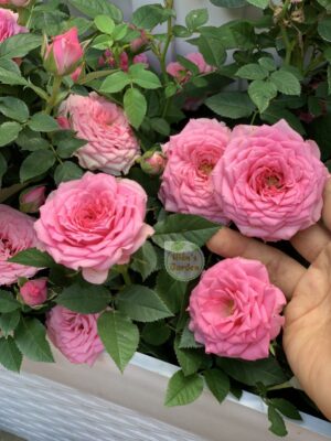 Hoa hồng bụi tezza rose