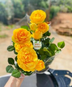 Hoa hồng bụi tezza rose