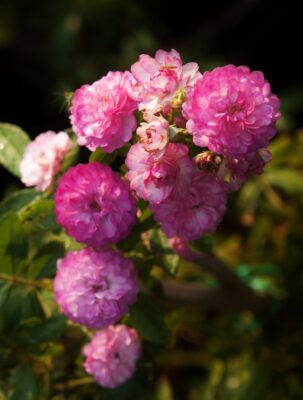 Hoa hồng bụi Vineyard Song Rose