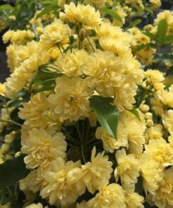 Hoa hồng leo Yellow Meilove Rose