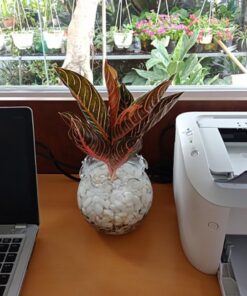 Cây Bao Thanh Thiên