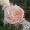 Hoa hồng bụi Keira Rose