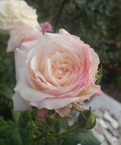 Hoa hồng bụi Keira Rose