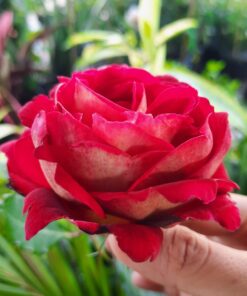 Hoa hồng bụi Docteurs Massad Rose