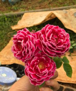 Hoa hồng bụi Marie Rose