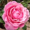 Hoa hồng leo Soeur Emmanuelle Rose