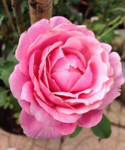 Hoa hồng leo Soeur Emmanuelle Rose
