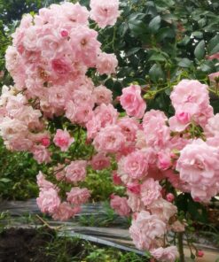 Hoa hồng leo Super Fairy Rose