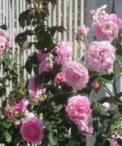 Hoa hồng bụi Bishop's Castle Rose