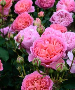 Hoa hồng bụi Boscobel Rose