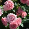 Hoa hồng bụi Corail Gelée Rose