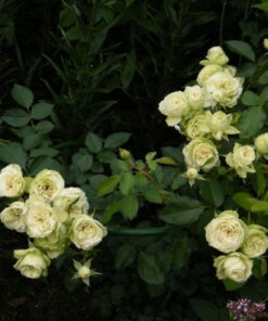 Hoa hồng bụi Creamy Eden Rose