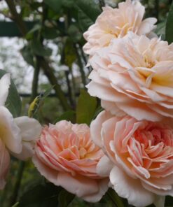 Hoa hồng bụi Evelyn Rose