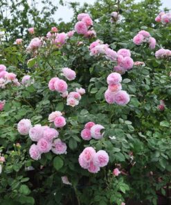 Hoa hồng bụi James Galway Rose 4 Hoa hồng bụi James Galway Rose