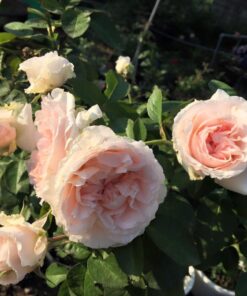 Hoa hồng bụi Miranda Rose