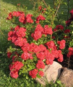 Hoa hồng leo Red Fairy Rose 3 Hoa hồng leo Red Fairy Rose