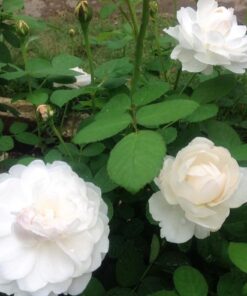 Hoa hồng bụi Glamis Castle rose