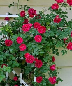 Hồng leo tường vy