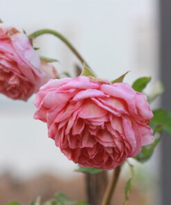 Hoa hồng bụi Claude Monet Rose