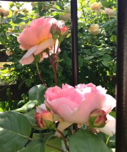 Hoa hồng bụi Evelyn Rose 4 Hoa hồng bụi Evelyn Rose