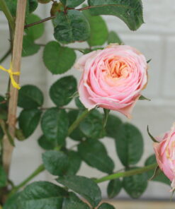 Hoa hồng bụi Vuvuzela Rose 4 Hoa hồng bụi Vuvuzela Rose