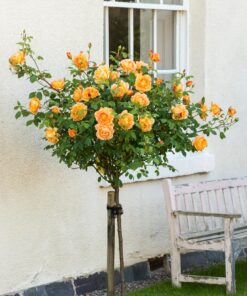 Hoa hồng bụi Lady of Shalott Rose