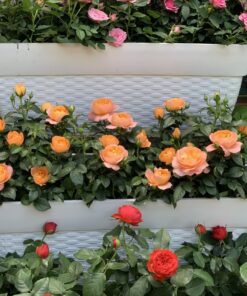 Hoa hồng bụi Tezza Rose