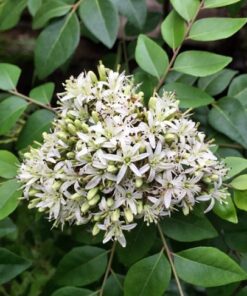 Cây Cà Ri Ấn Độ 4 Cây cà ri Ấn Độ