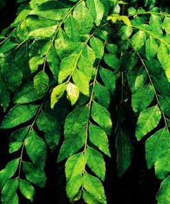 Cây Cà Ri Ấn Độ 5 Cây cà ri Ấn Độ