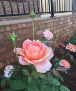 Hoa hồng bụi Carding Mill Rose