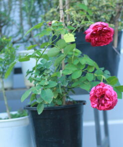 Hoa hồng bụi Autumn Rouge rose