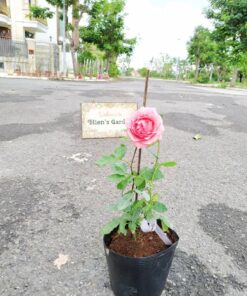 Hoa hồng bụi Corail Gelée Rose 4 Hoa hồng bụi Corail Gelée Rose