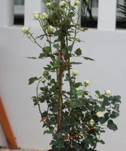 Hoa hồng bụi Creamy Eden Rose 4 Hoa hồng bụi Creamy Eden Rose