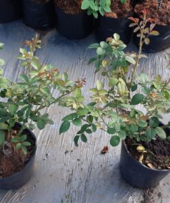 Hoa hồng bụi Herzogin Christiana Rose 4 Hoa hồng bụi Herzogin Christiana Rose
