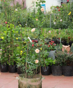 Hoa hồng bụi Masora Rose 4 Hoa hồng bụi Masora Rose