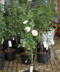 Hoa hồng bụi Keira Rose