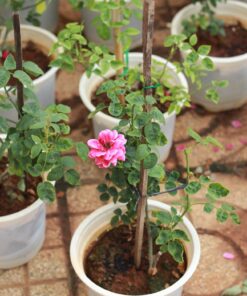 Hoa hồng bụi Marie Rose 4 Hoa hồng bụi Marie Rose