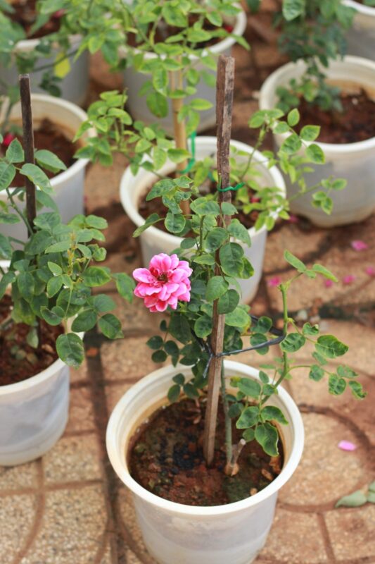 Hoa hồng bụi Marie Rose 9 Hoa hồng bụi Marie Rose