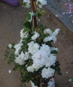 Hoa hồng leo Prosperity Rose 4 Hoa hồng leo Prosperity Rose