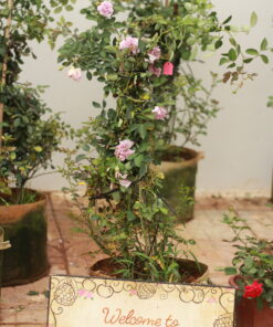 Hoa hồng bụi Rainy Blue Rose 4 Hoa hồng bụi Rainy Blue Rose