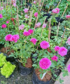 Hoa hồng bụi Ramukan Rose