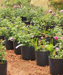 Hoa hồng bụi Scented Jewel Rose 3 Hoa hồng bụi Scented Jewel Rose