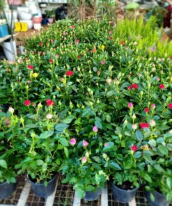 Hoa hồng bụi Tezza Rose