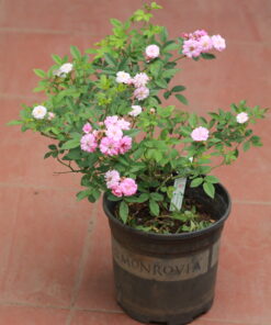 Hoa hồng bụi Vineyard Song Rose